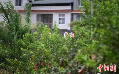 股票在线配资 重庆潼南欲打造“中国第一柠檬出口基地”