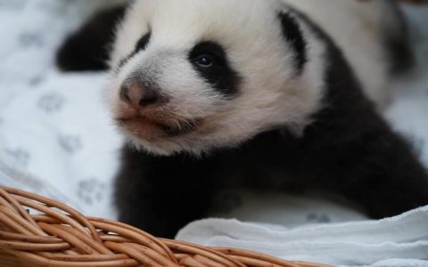 配资是什么意思 旅俄大熊猫“丁丁”幼崽出生满两月 最新画面公布(图)