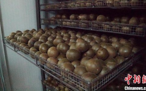 启天配资 首届中国桂林·永福罗汉果产业发展大会在永福举办