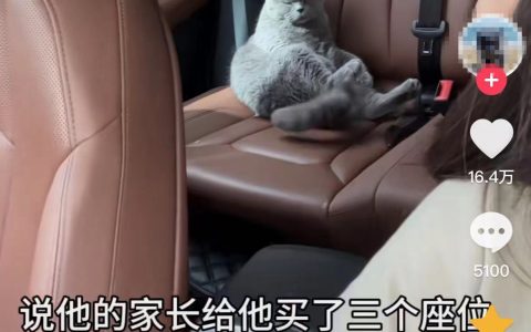 股票配资利息 顺风车乱象：起猛了，拼车拼到狗子