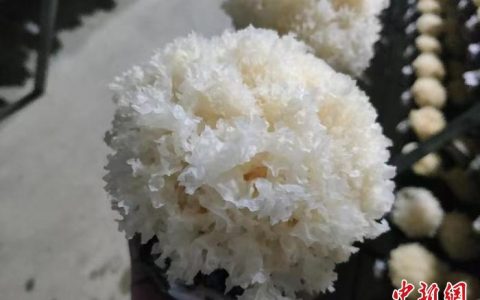 启天配资 （乡村行·看振兴）福建宁德推动食用菌产业高质量发展