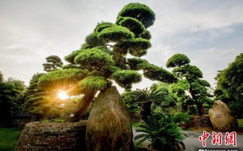 证券配资公司 湖南浏阳持续擦亮“中国花木之乡”名片做强“美丽经济”