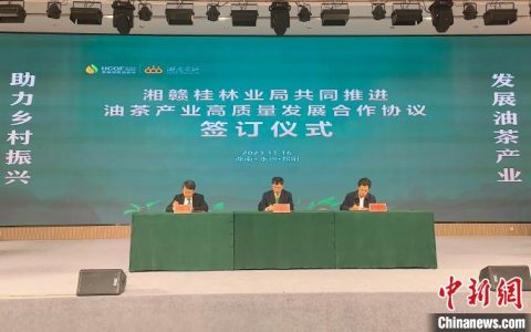 配资公司 油茶产业如何做大做强？专家和从业者湖南祁阳“开良方”