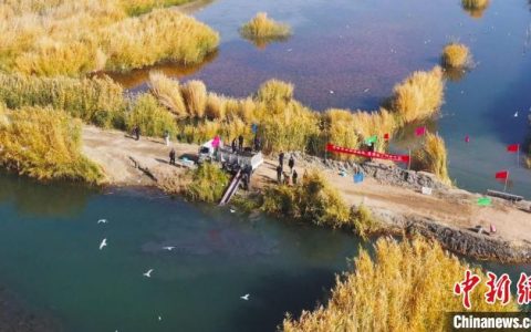线上炒股配资 5万尾扁吻鱼鱼苗投放至新疆博斯腾湖