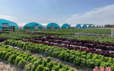 在线配资网站 “宁夏菜”热销全国各地