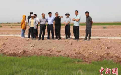 线上炒股配资 新疆阿拉尔：万亩盐碱地变“米粮川” 头年耕种水稻亩产达500公斤