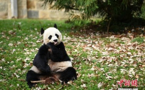 外汇配资 外媒：白宫称美国欢迎大熊猫重返美国