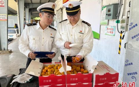 股票配资网173 广州砂糖橘顺利出口菲律宾 岭南佳果香飘“一带一路”