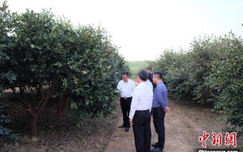 正规股票配资 从十亩种到上千亩 小小“东方橄榄”鼓足广西农户致富信心
