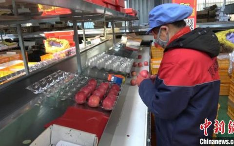 股票期货配资 （乡村行·看振兴）陕西洛川：科技争“鲜” 助苹果产业提质增效