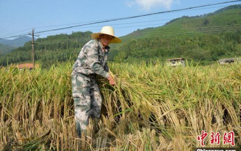 亿配资 （乡村行·看振兴）福建尤溪：一种两收 再生有“稻”