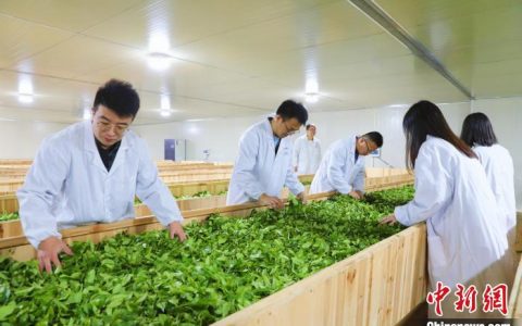配资利息 （乡村行·看振兴）“小茶叶”变“大茶业” 福建周宁茶旅融合促发展