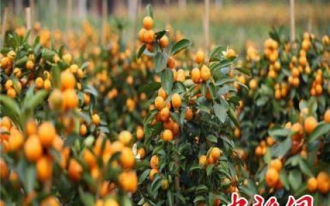 证券鑫东财配资 东盟·湖南名优产品交易会累计交易额达13.5亿元