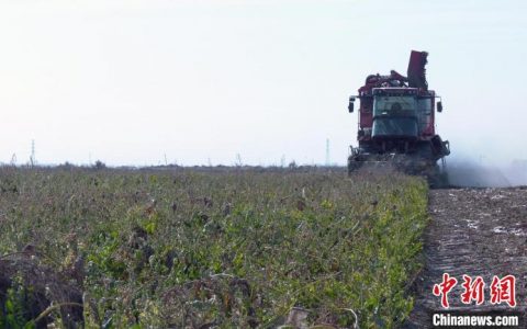 股票配资浙嘉配资 新疆伽师县20多万亩甜菜丰收 平均亩产超10吨
