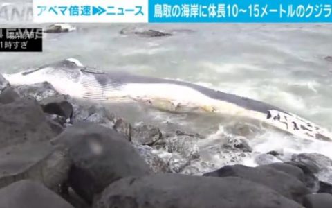 炒股配资平台 日本海岸漂浮大型鲸鱼尸体 长度达10至15米