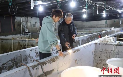 上海配资平台 浙江嵊泗“贻贝博士”海岛育苗 校地携手双向奔“富”