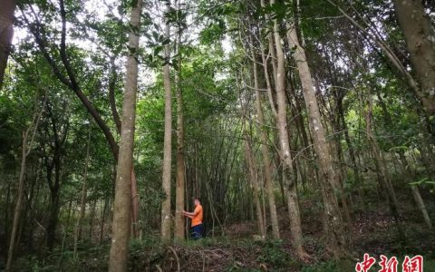 牛弘配资 广东新增林木良种35个 助力提升森林质量