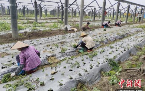 股票配资浙嘉配资 （走进中国乡村）南药种植成广东电白乡村致富“良方”