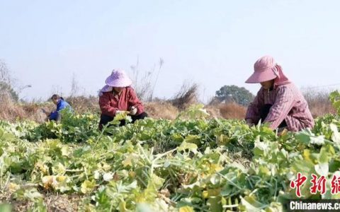 南京股票配资 （乡村行·看振兴）江西永新：冬日好“丰”景 萝卜喜丰收