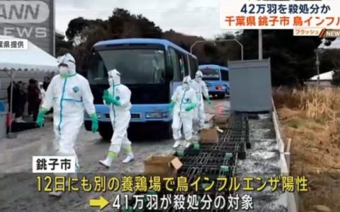 配资平台哪个好 日本千叶县接连暴发禽流感 超80万只鸡将被扑杀