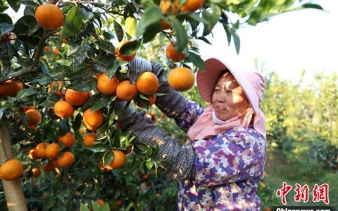 股票配资杠杆 广西优质水果香飘东南亚 建中国—东盟水果交易中心