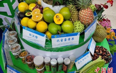 配资知识网 海南大力发展榴莲等热带优稀水果产业