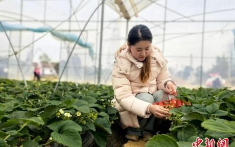 上海股票配资公司 （乡村行·看振兴）江西共青城：瓜果轮种不断档 绘就四季好“丰景”