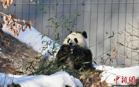 场外配资 华盛顿动物园大熊猫“宝力”“青宝”“准备好”与公众见面