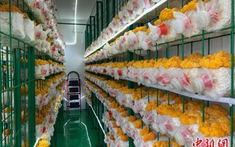 天津股票配资 小菌菇带来大产业 浙江让 “菌中黄金” 变成“致富花”