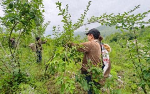 从一株连翘到一条产业链 以岭药业打造道地药材“涉县范本”